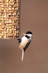 peanut feeder with chickadee