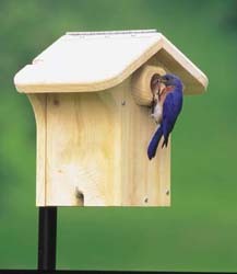 WBU Bluebird box