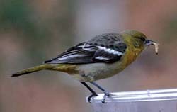 Female Baltimore Oriole eating mealworms