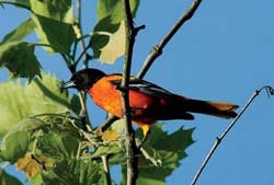 Male Baltimore Oriole