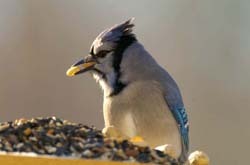 blue jay