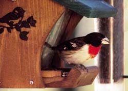 Male Rose-breasted Grosbeak