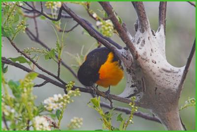 Oriole & Tent Caterpillar