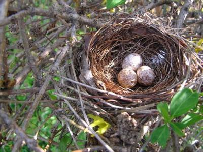 Cardinal nest in forsythia bush