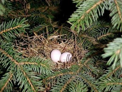 Mourning Dove nest