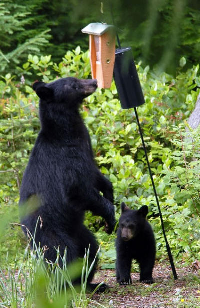 Bear and bird feeder