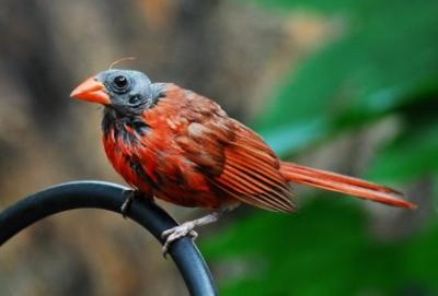 bald cardinal