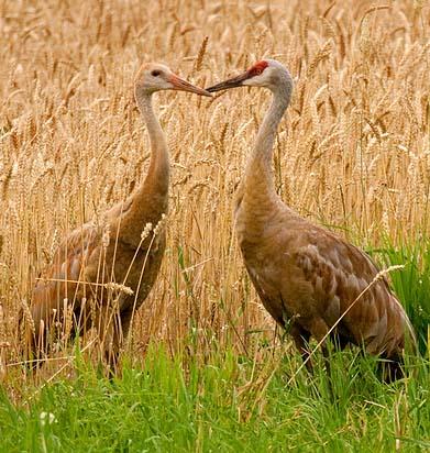 crane with juvenile by JB