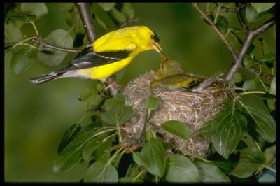 Goldfinch nest