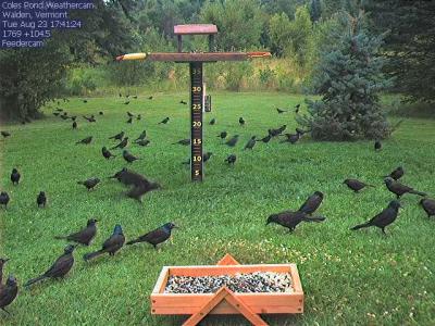 Grackle flock