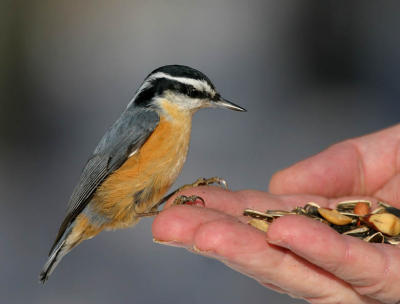 hand feed nuthatch