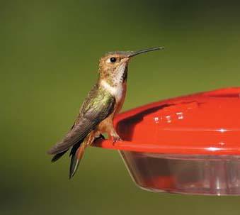 Female rufous hummer