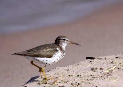 Solitary sandpiper by JE