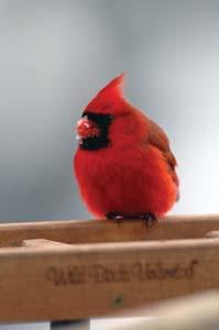 Northern Cardinal 