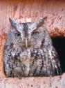 Screech Owl